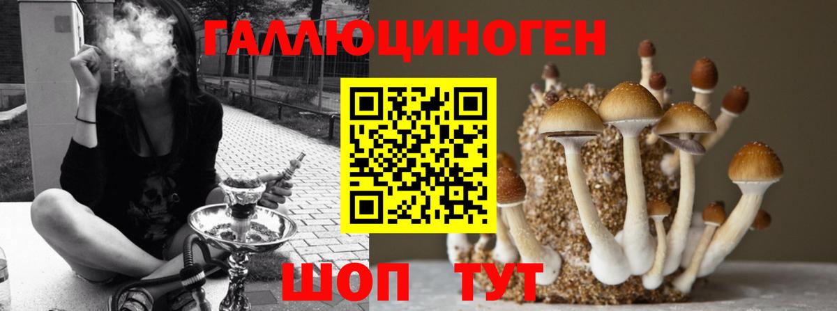 сколько стоит  Вход с VPN  Гатчина  Галлюциногенные грибы прущие грибы 